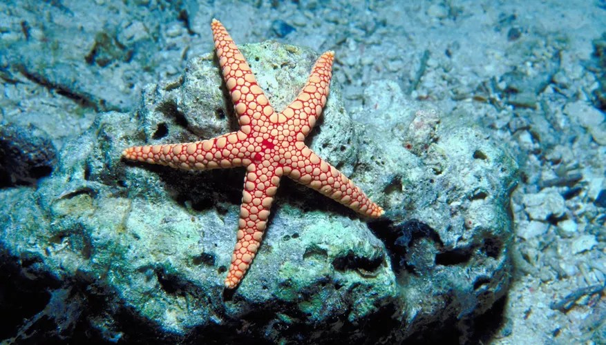 do starfish lay eggs