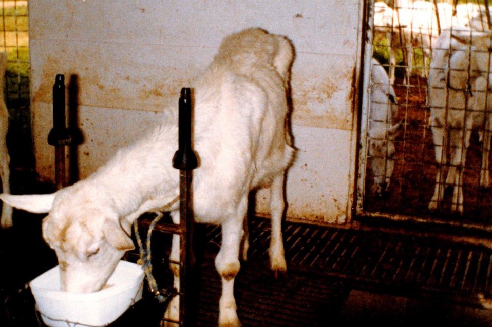 goat losing weight and weak