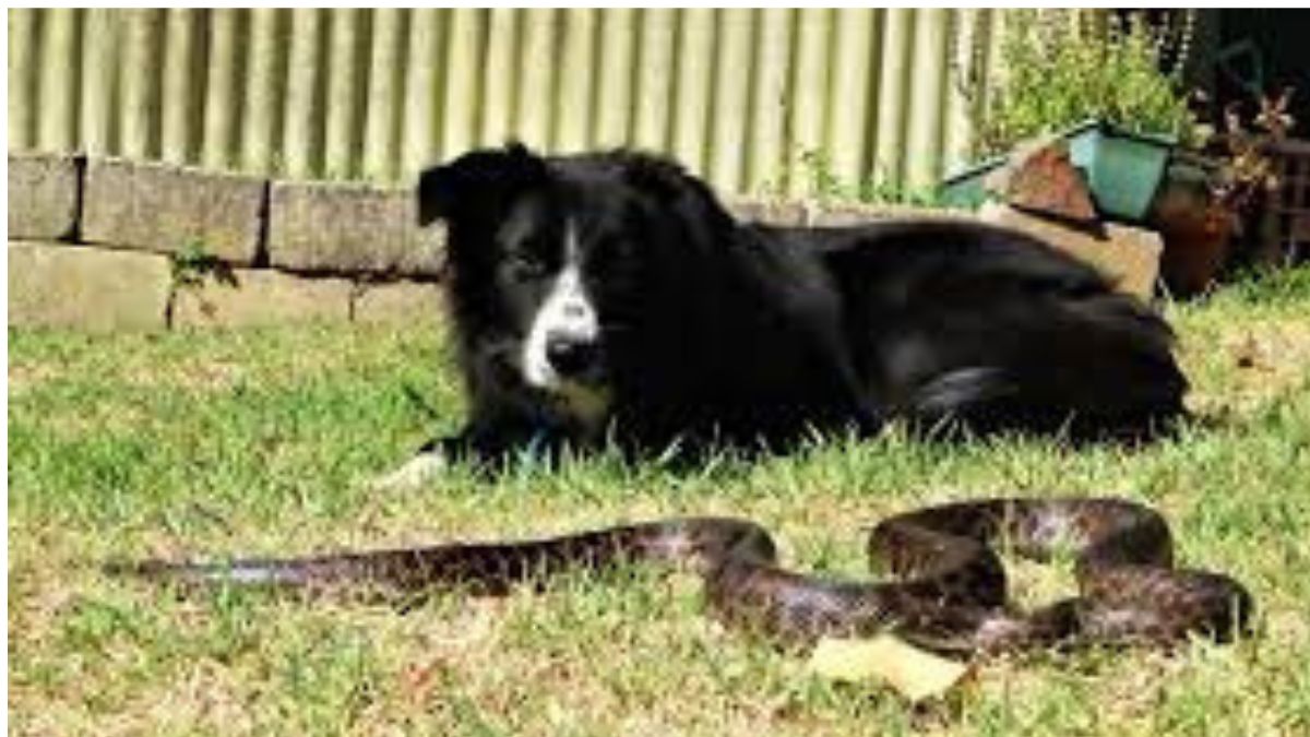 Are snake afraid of dogs?