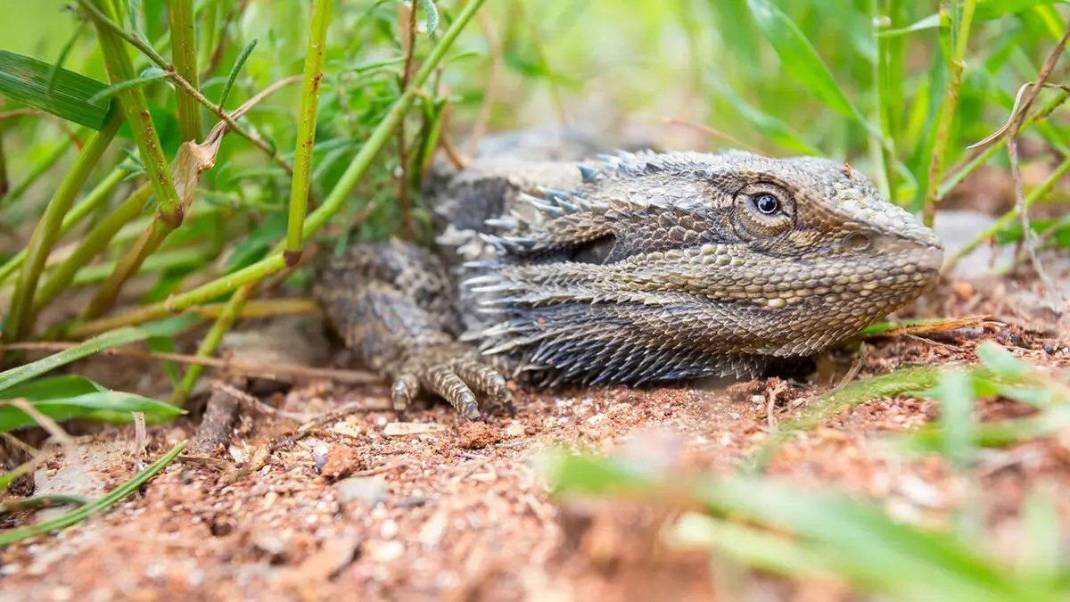signs of sick bearded dragon