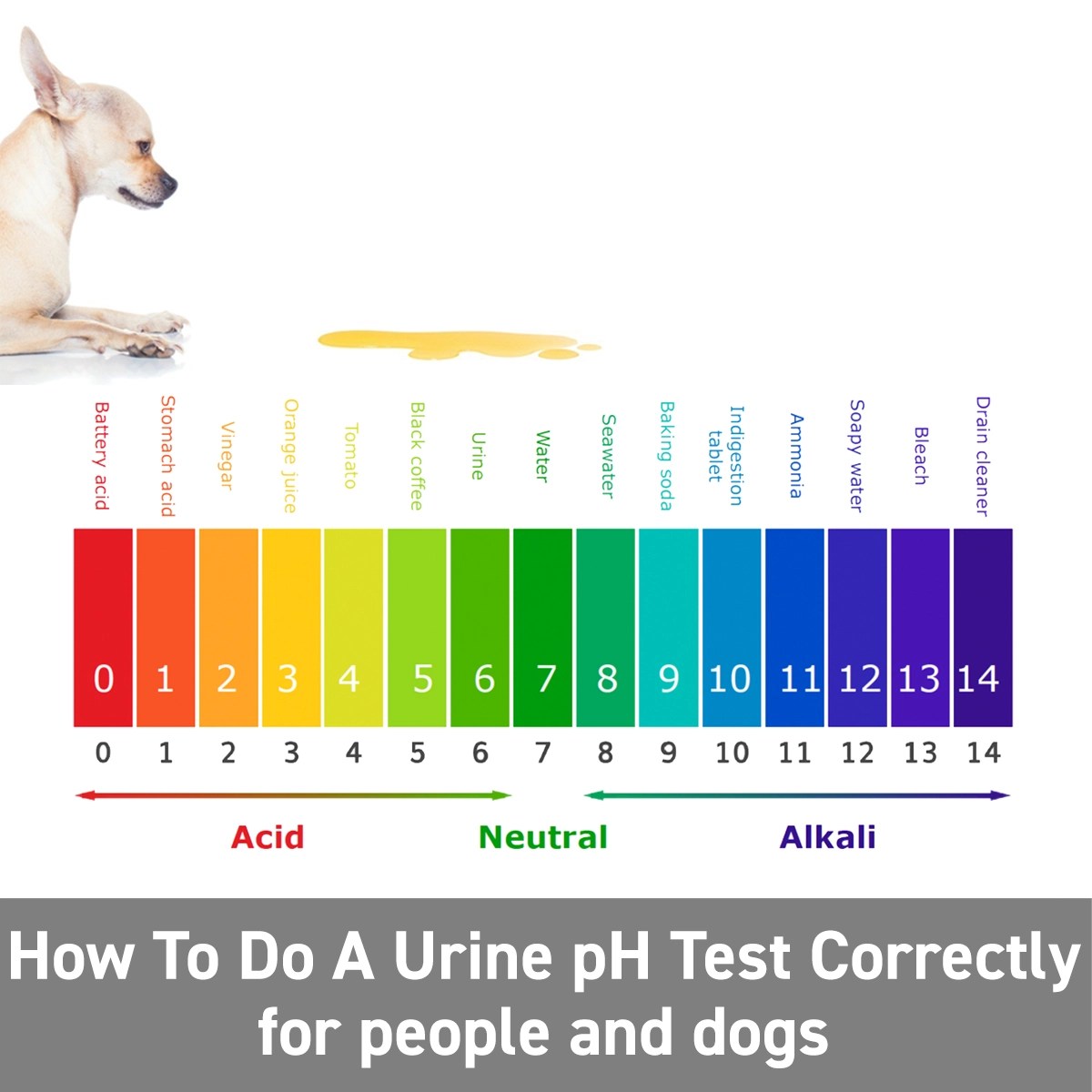 Why does my dog have high pH in urine?