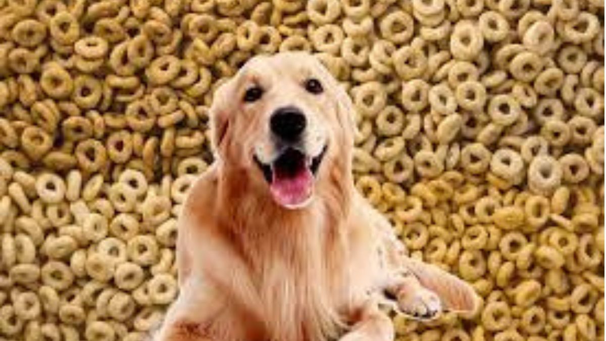 Can Cheerios upset a dog’s stomach?