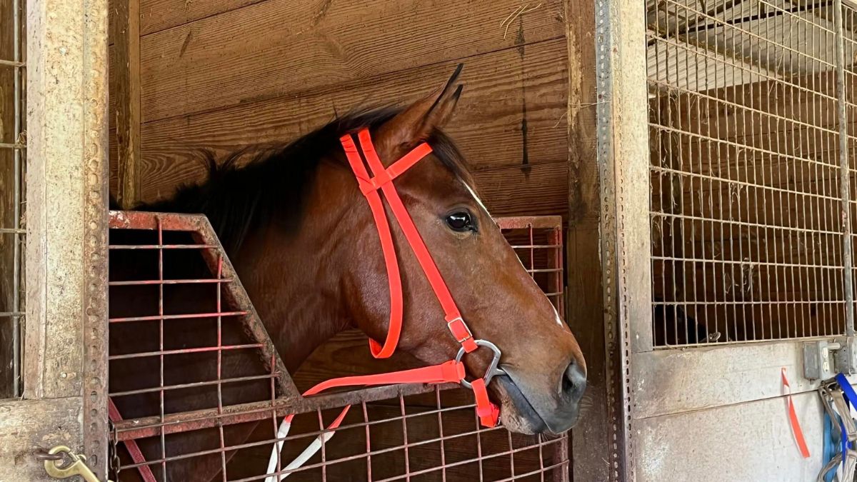 How much does it cost to fly a horse?