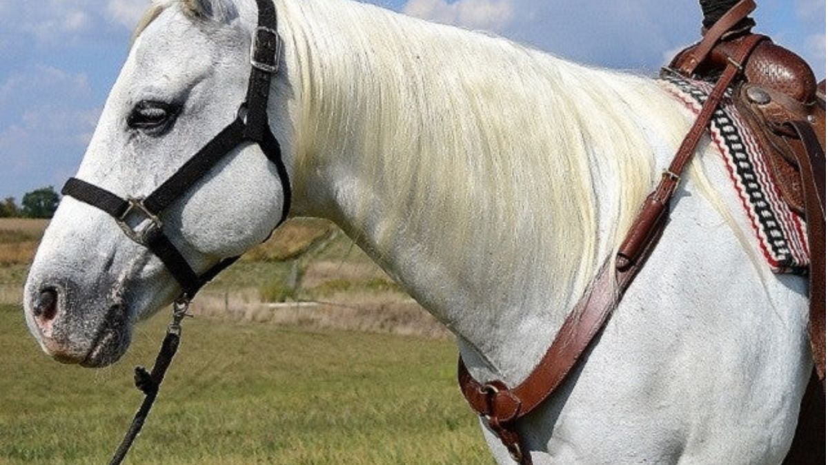 What is the purpose of a breast collar on a horse?