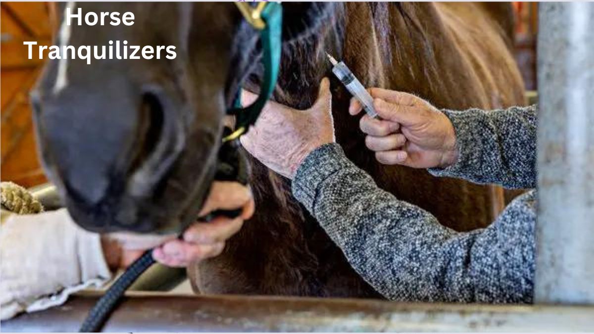 Horse Tranquilizers Understanding Their Uses, Safety, and Impact
