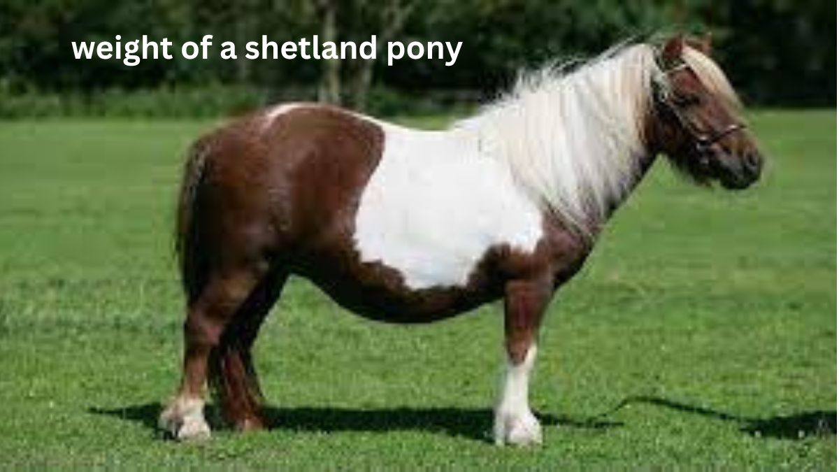 Are Shetland ponies meant to be ridden?