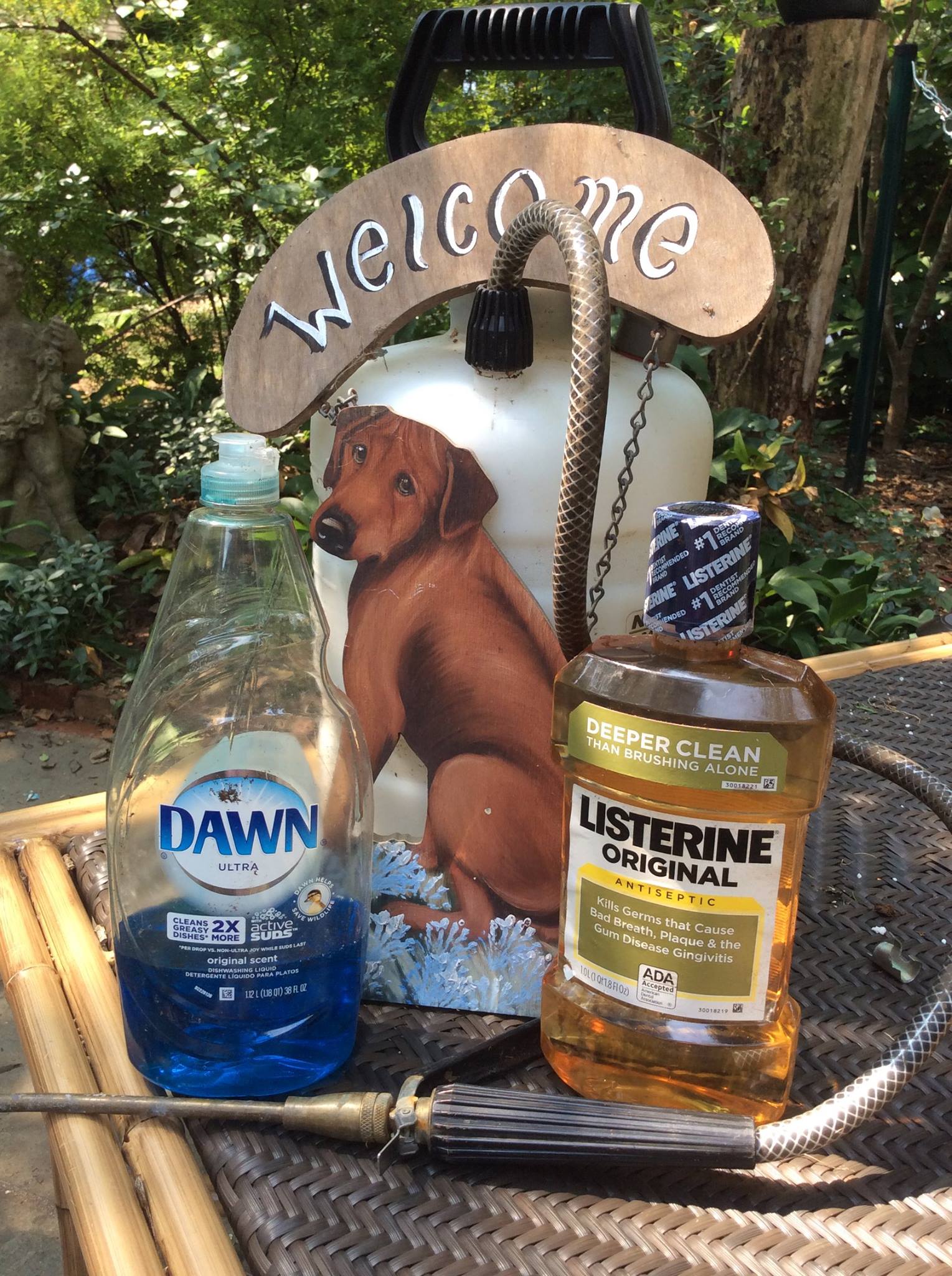 Homemade Spray for Eliminating Outdoor Pee Smell Ridgeback Central Ridgeback Central