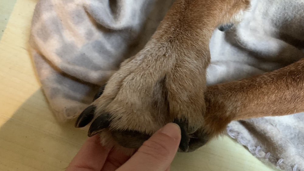 Do Rhodesian ridgebacks like to cuddle? Ridgebackhub