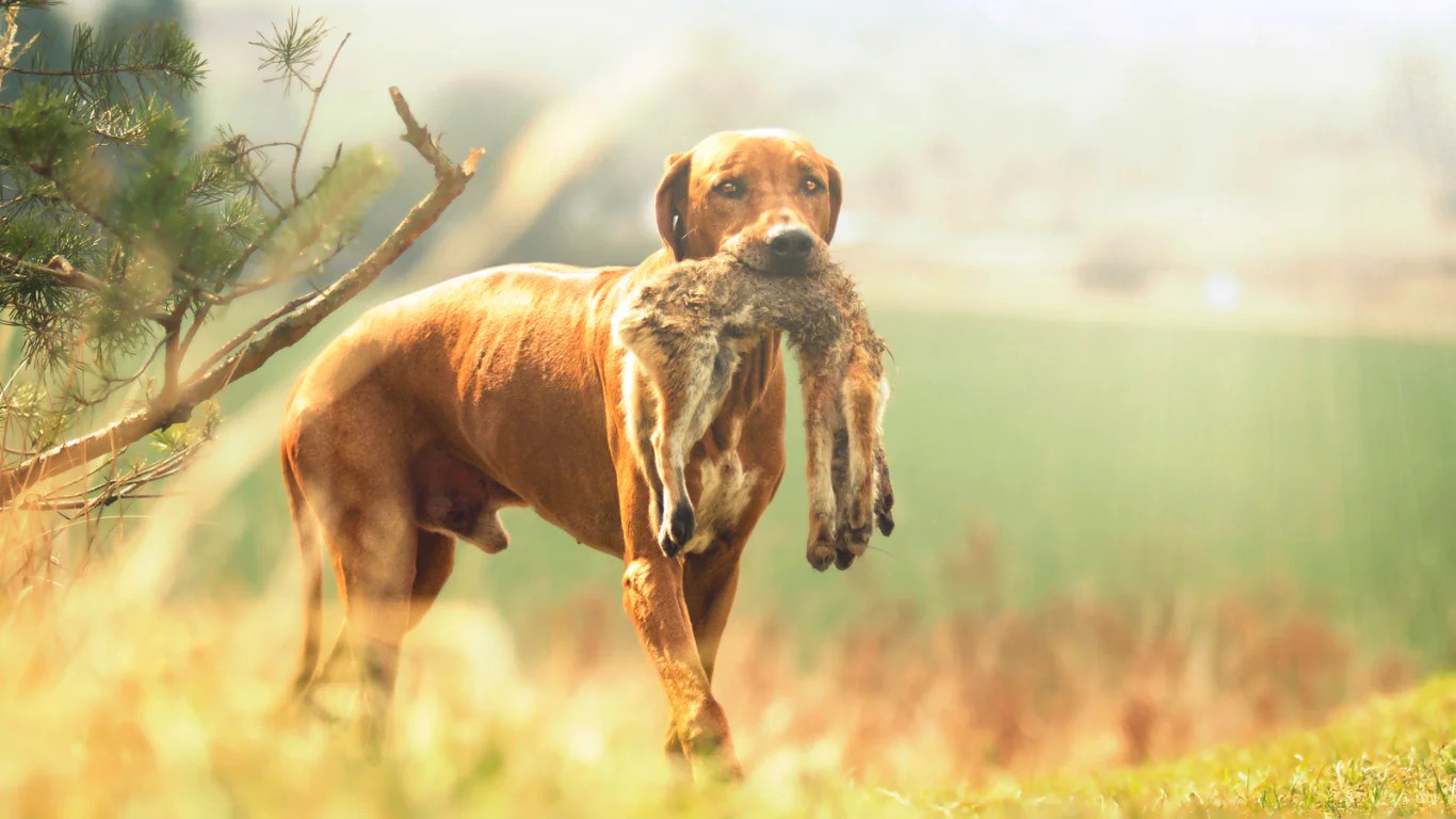 Are Rhodesian Ridgebacks good for hunting?