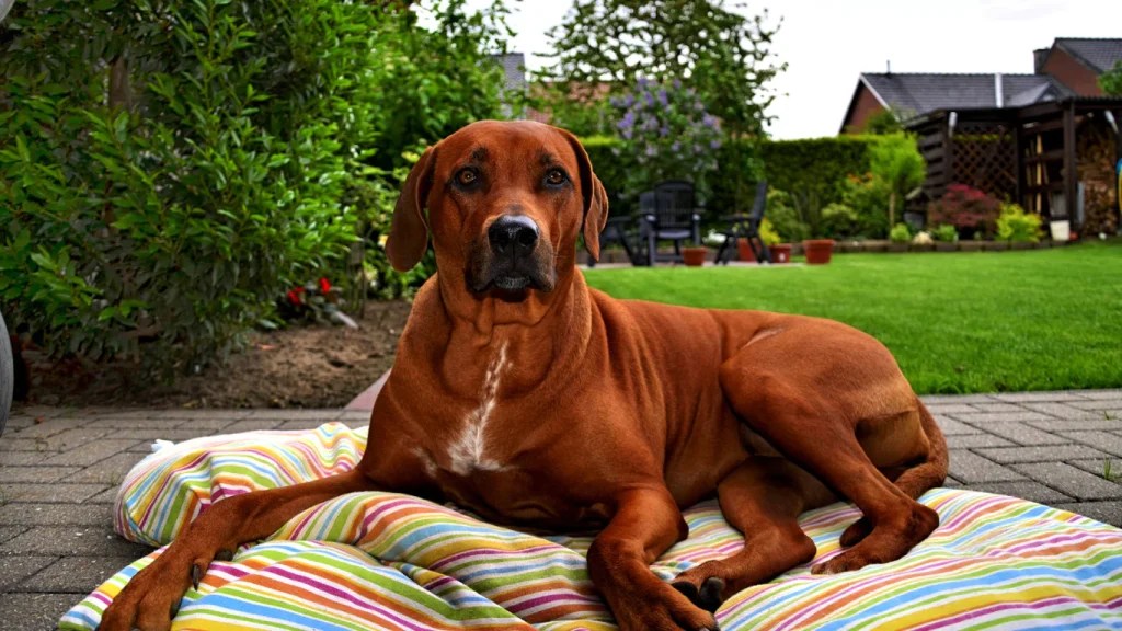 Lazy or Lively? The True Nature of Rhodesian Ridgebacks Ridgeback Life
