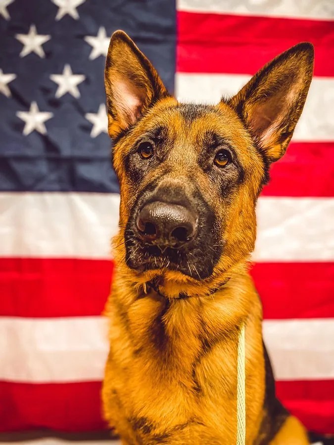 Dog Boarding Ridgeside K9 LLC in Northern Virginia