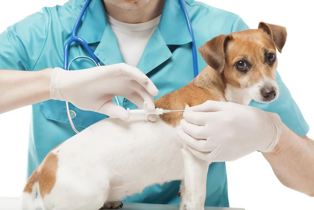 Protect Your Pet from Deadly Diseases Top 3 Vaccines That Every Dog Needs
