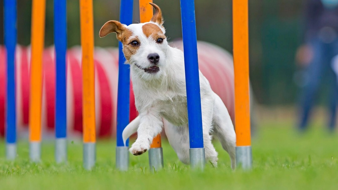 Dog Agility Training Lessons Ridgeside K9 Winchester VA
