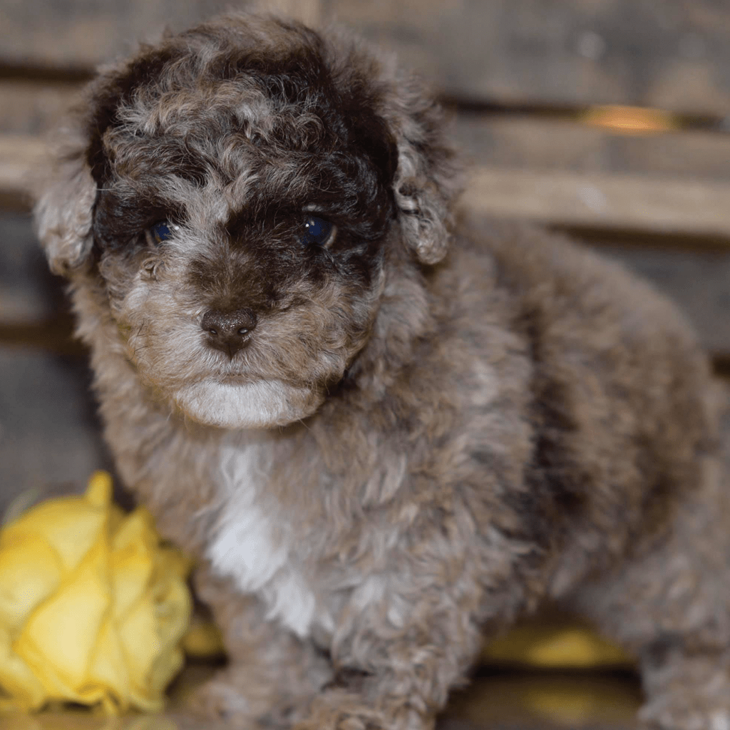 Gallery Ridgetop Kennels