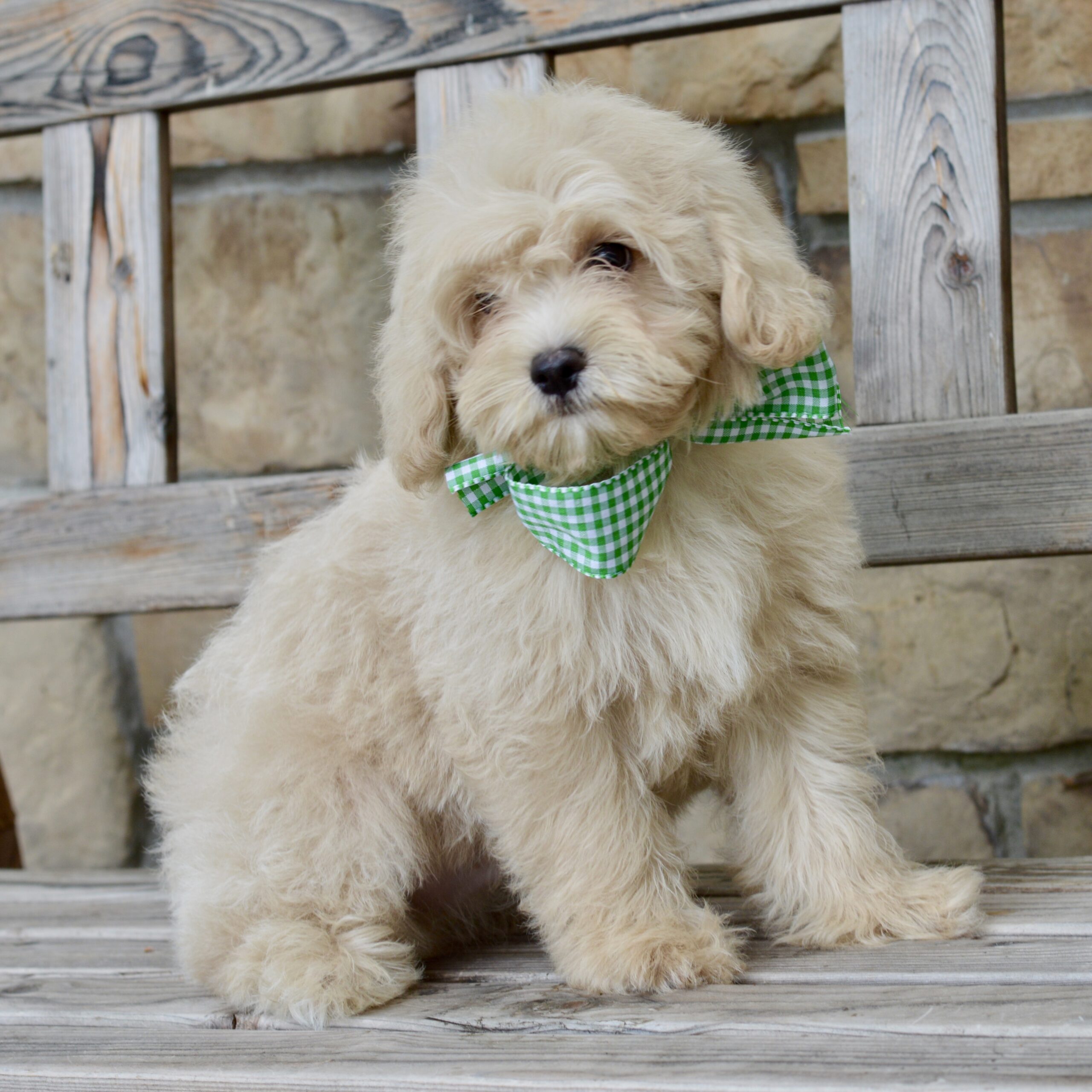 Cavapoo Ridgetop Kennels