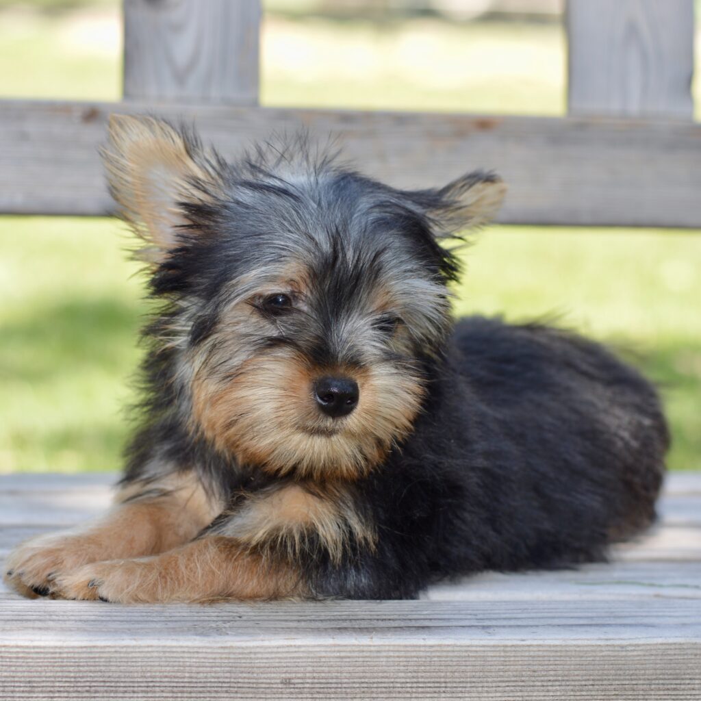 Silky Terrier Ridgetop Kennels