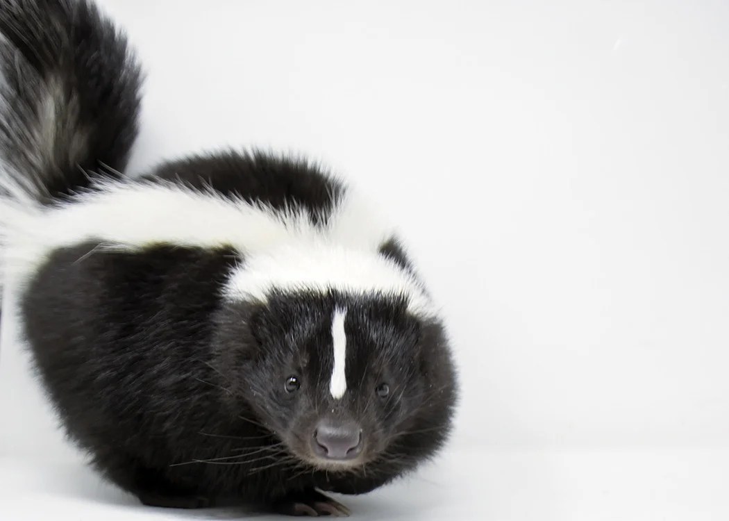 “What is that AWFUL smell?” Please Understand it's Likely the Gardners