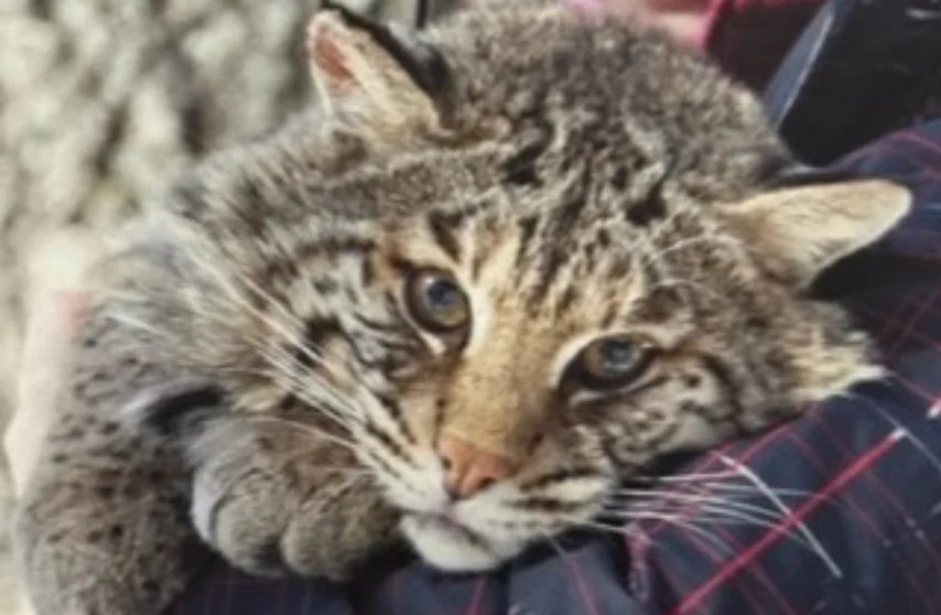 NJ's Only Wildcats, Elusive Bobcats (Lynx rufus) Abound in "Bobcat