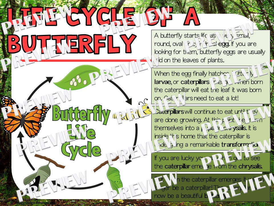 Butterfly Life Cycle Factball and Fact Sheet Ridgy Didge Resources
