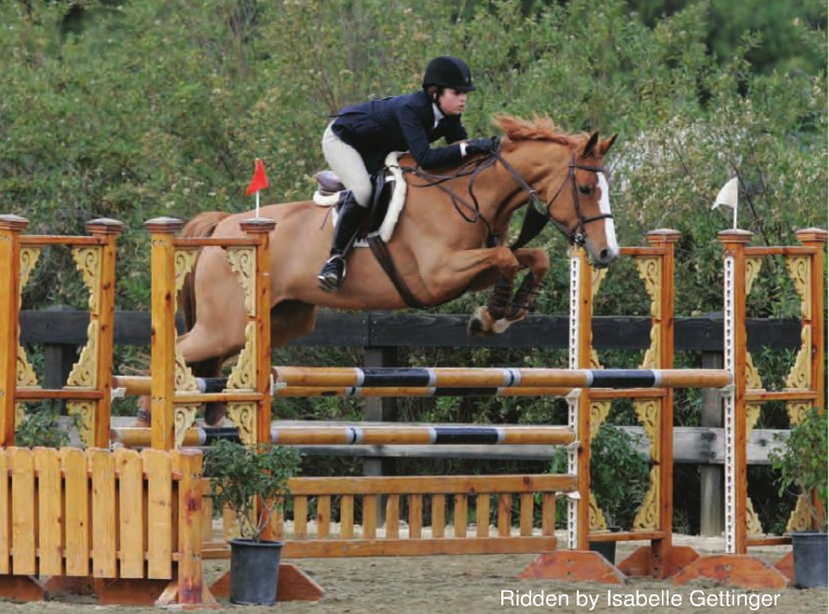 Hunter / Jumper Horses Offered for Sale Equestrian Decor Horse