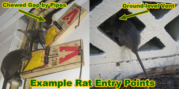 How Do I Get Rid Of Rats In My Home Small House Interior Design