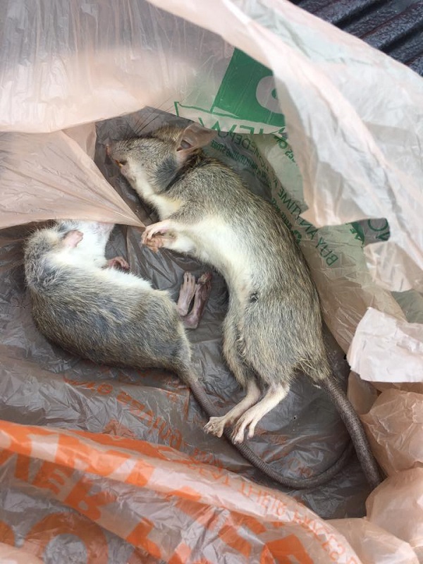 How to get mice out of a wall