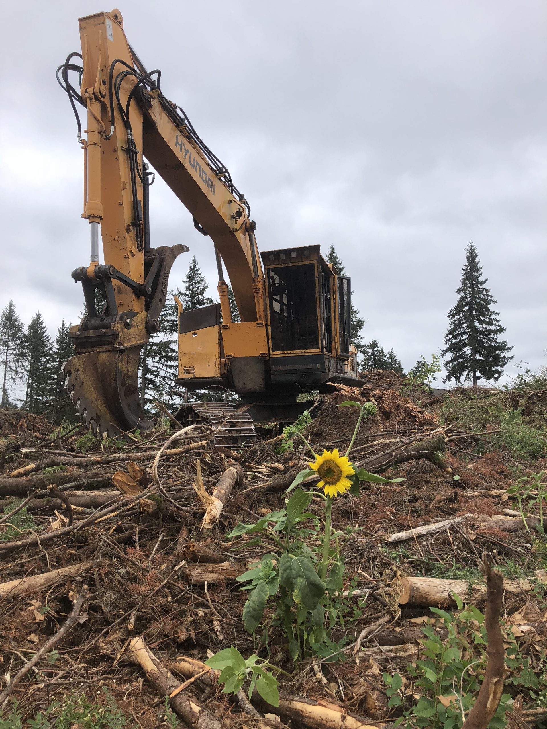 Oregon Logging Services Rieger Professional Loggers