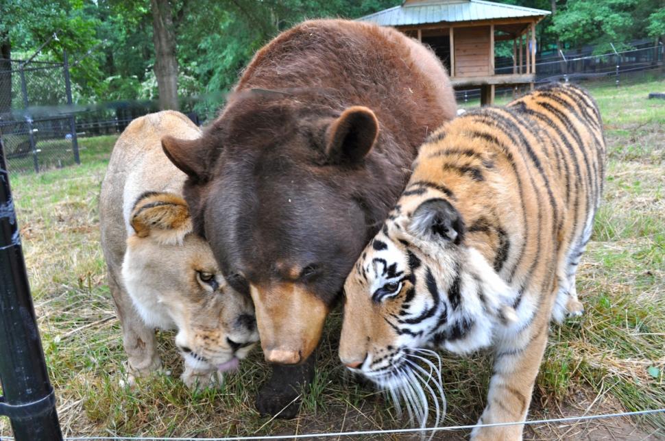 Lion, tiger, bear are best friends at exotic animal sanctuary