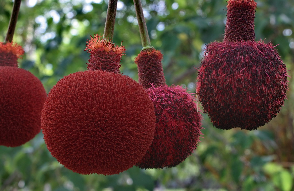 THE HEALTH BENEFITS OF THREE ECONOMIC TREE PRODUCTS IN THE