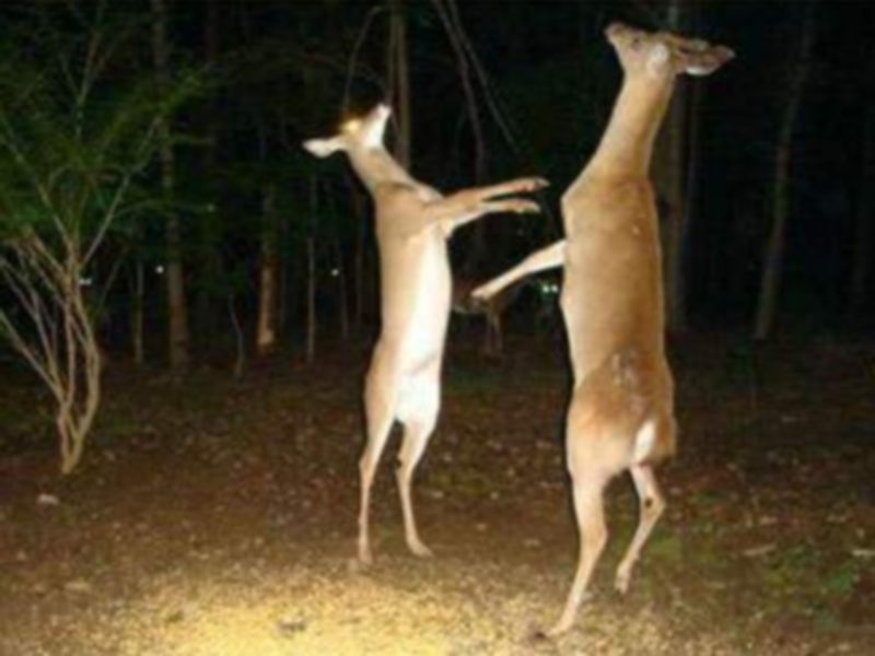 Happy Deer Right Michigan