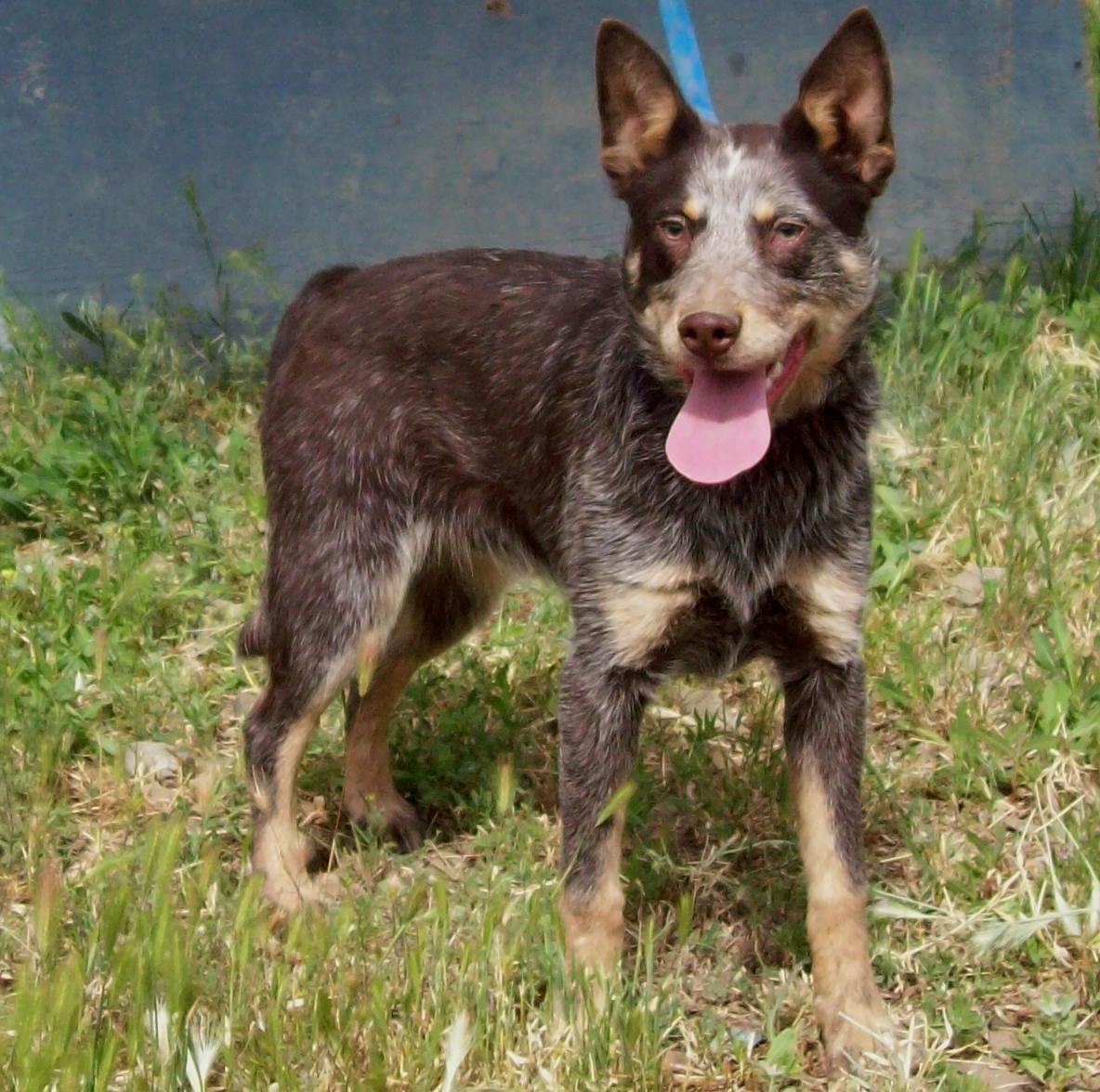6) Heeler Colors | Miniature Heeler History And Info