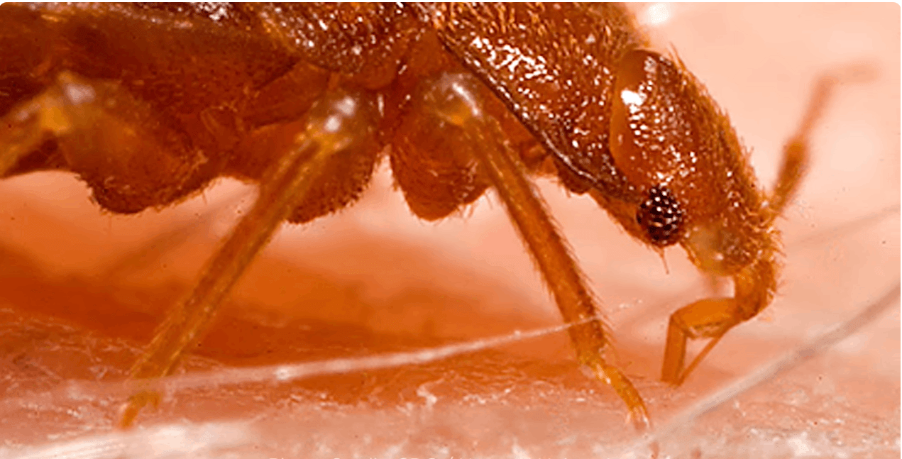 How To Treat Sofa For Bed Bugs Ultimate Guide1