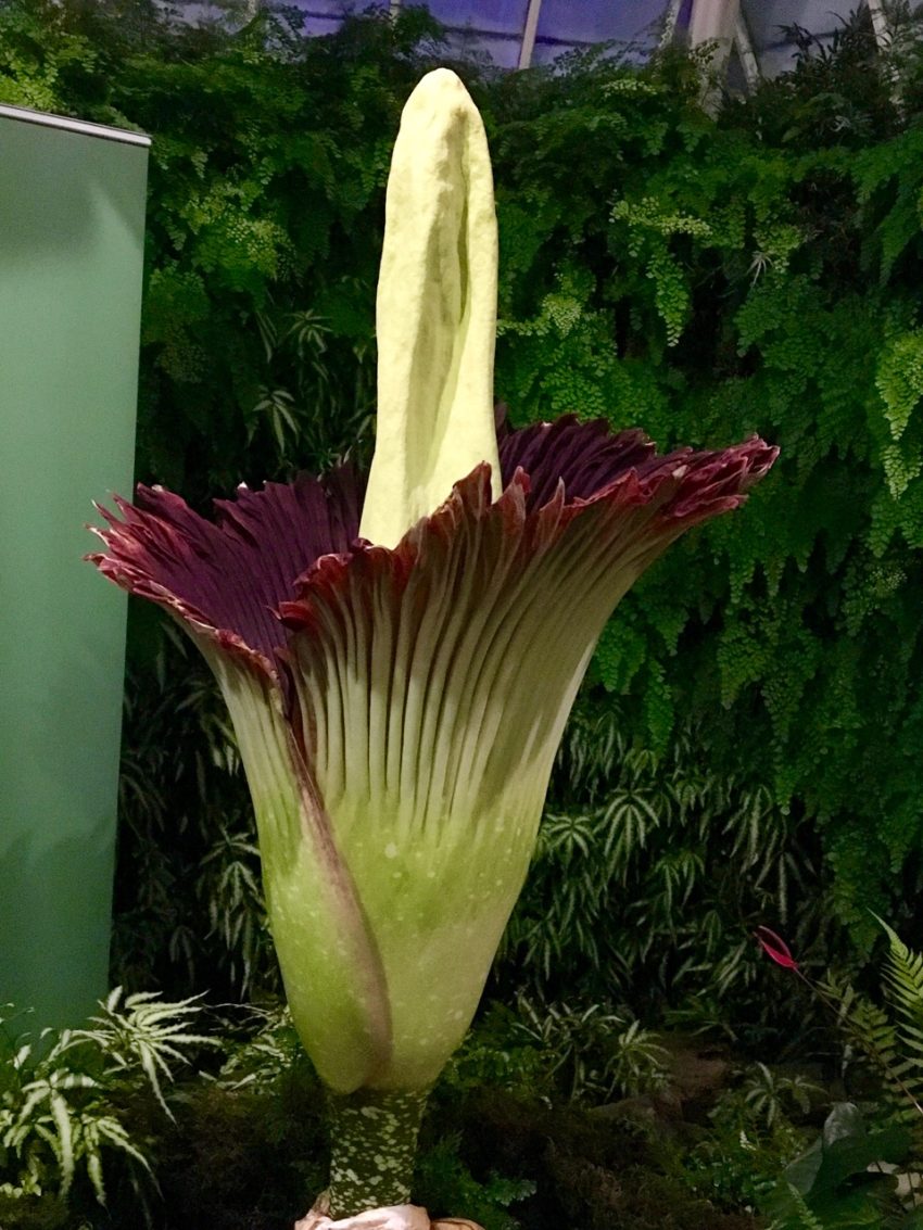 The Corpse Flower Blooms! Rikomatic