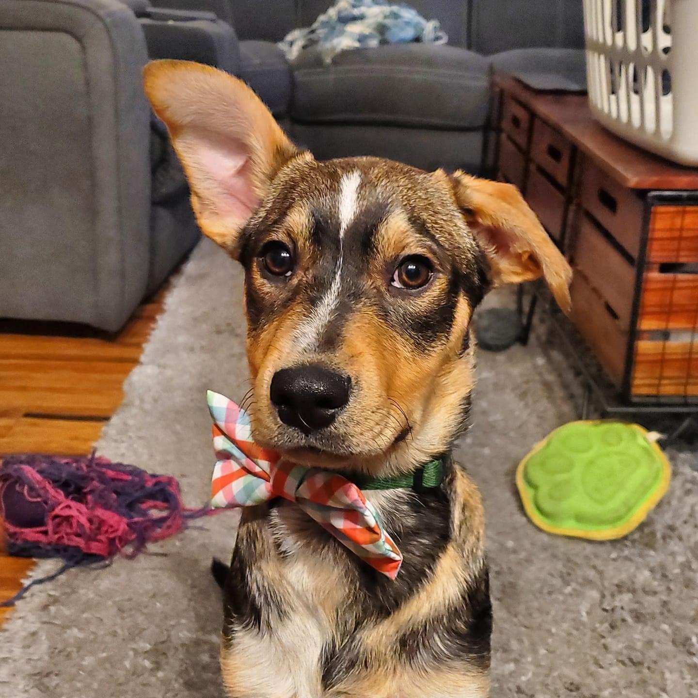 Local Resources Riley Rescue