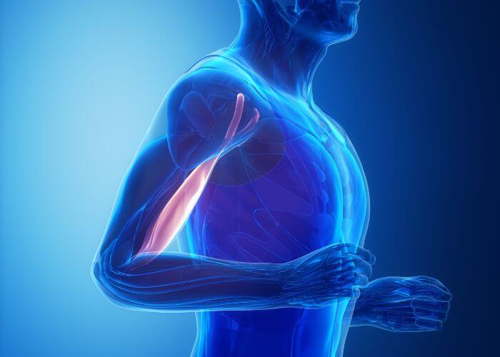 Biceps Tendinitis Orthopedic Shoulder Specialist Manhattan, New