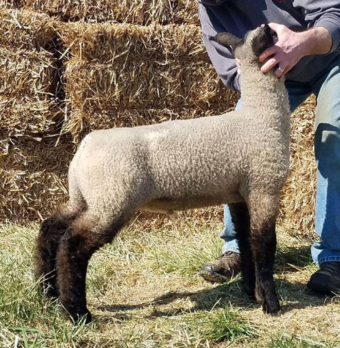 For Sale Rill Family Club Lambs