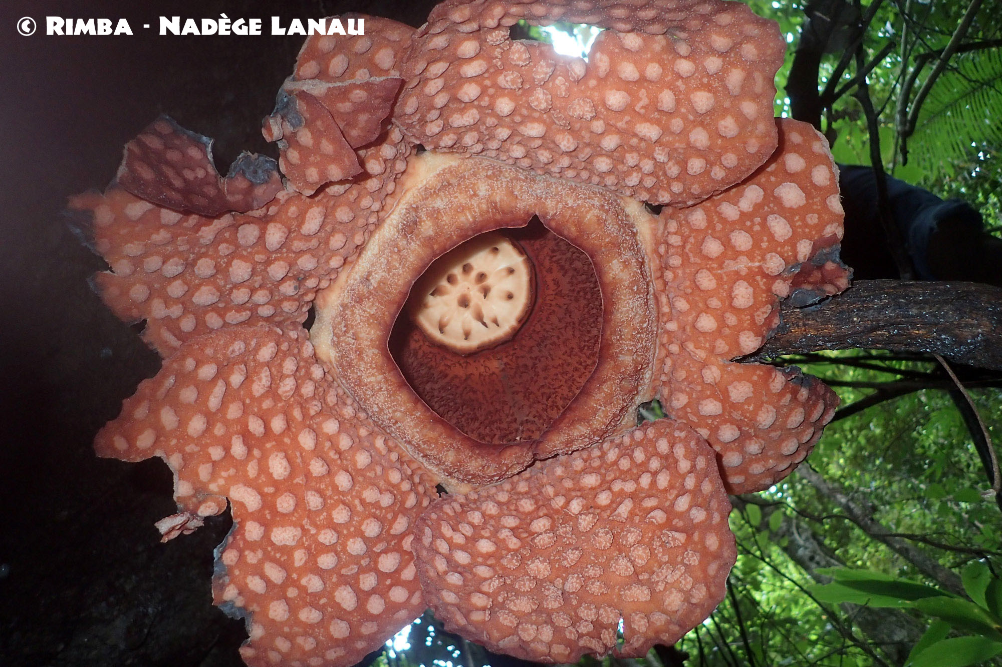 The mystery of the Rafflesia and the discovery of 10 other flowers