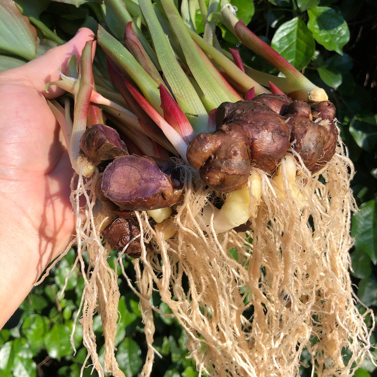 Kaempferia parviflora (Black Ginger) 6″pot Rimba Garden Central