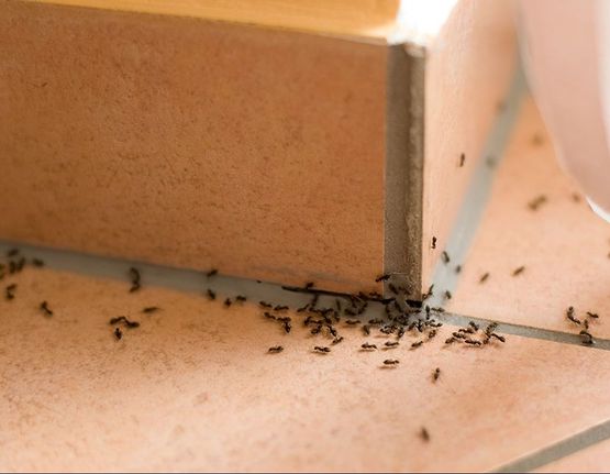 Mierenplaag bestrijden Effectief mieren bestrijden door Rimdo