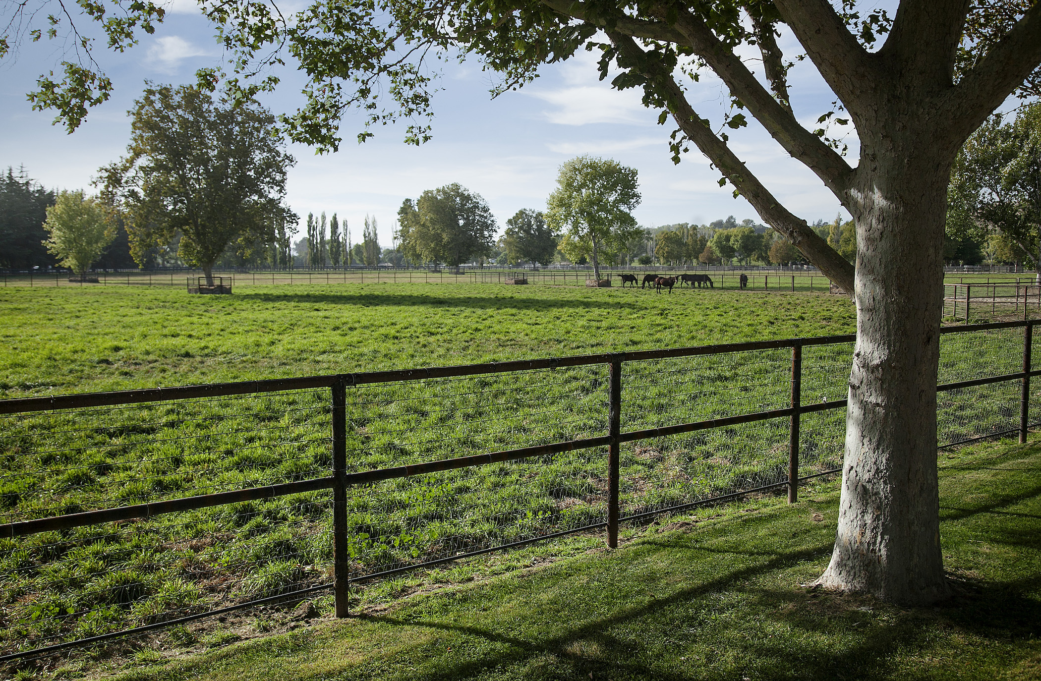 River Edge Farm 48+/ Acre Pasture, Solvang CA Rincon Corporation