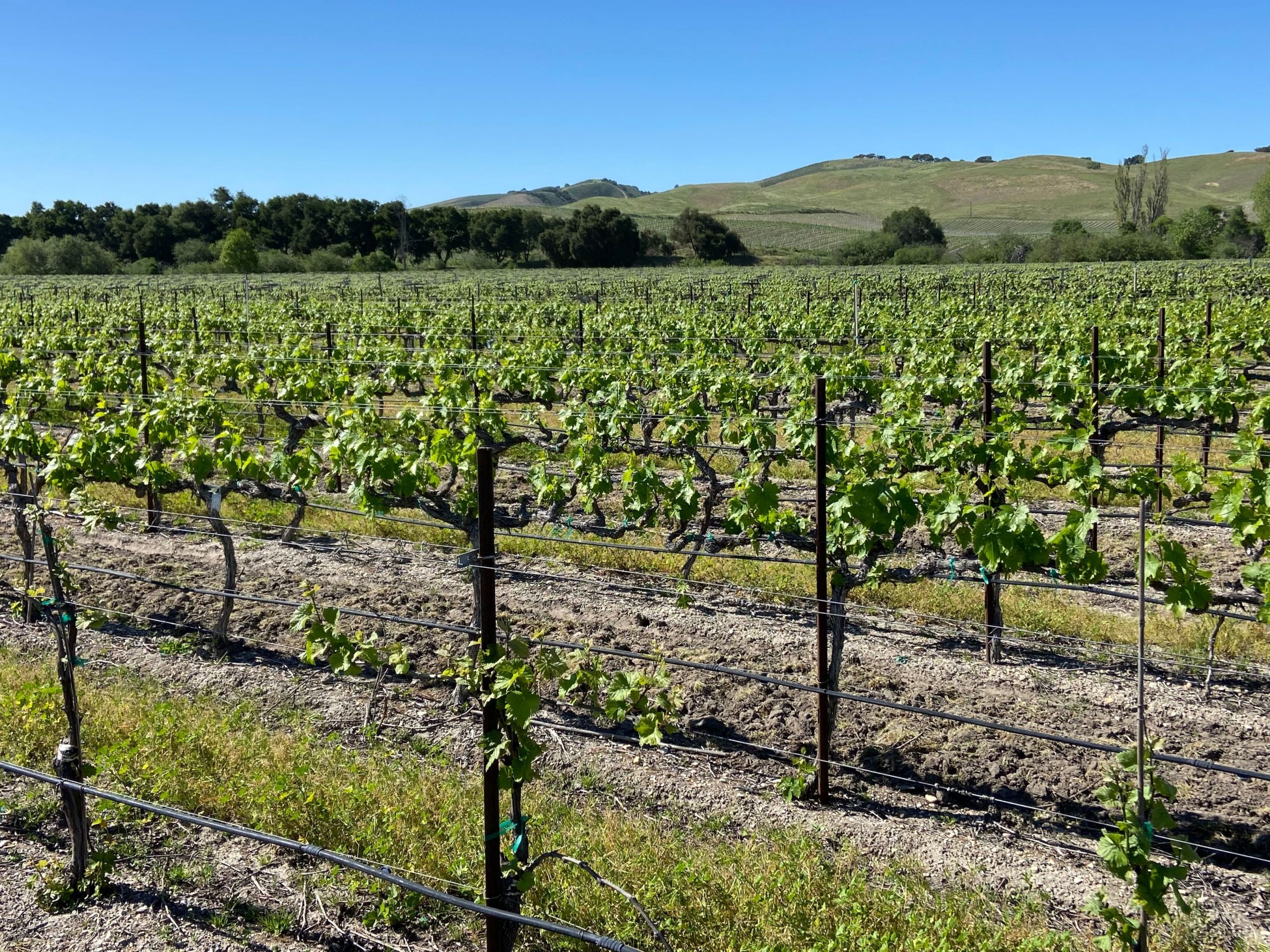 L & L VINEYARD 30.8 +/ ACRES, LOS ALAMOS CA Rincon Corporation