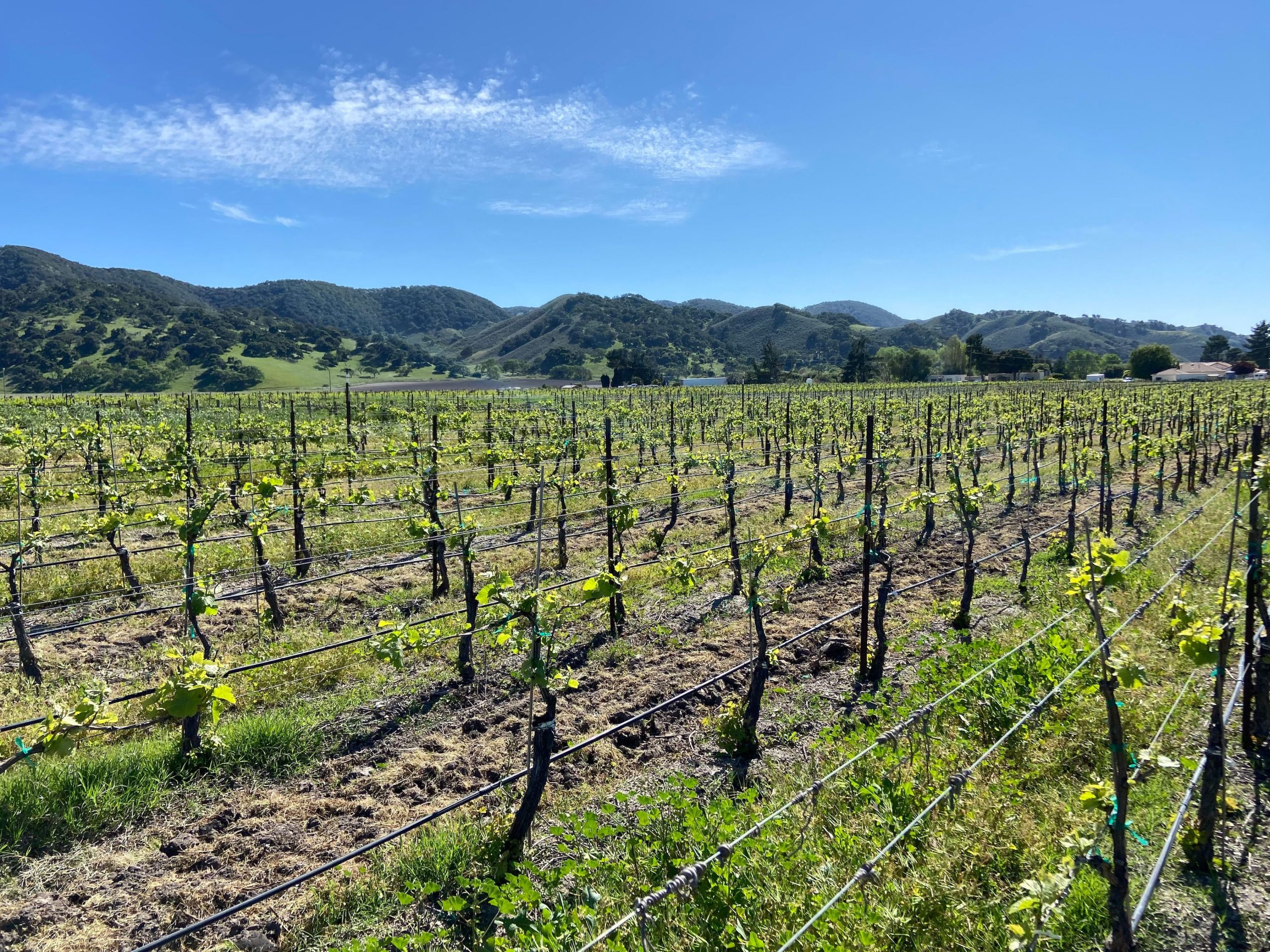 L & L VINEYARD 30.8 +/ ACRES, LOS ALAMOS CA Rincon Corporation