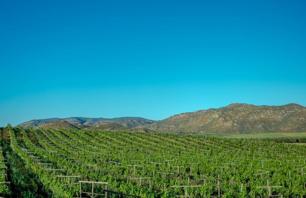 Tecate, tierra de vinos en Baja California Rincones de México