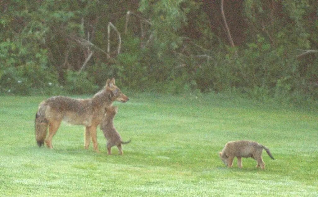Coyotes! Here’s what to do. Rhode Island news