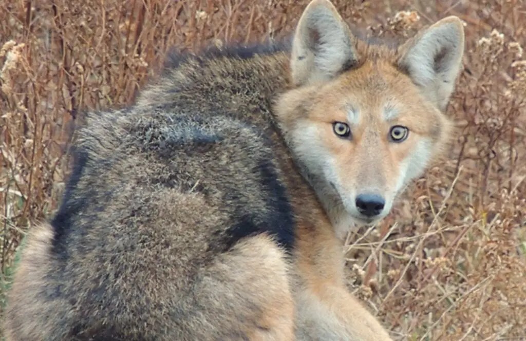 Coyotes! Here’s what to do. Rhode Island news