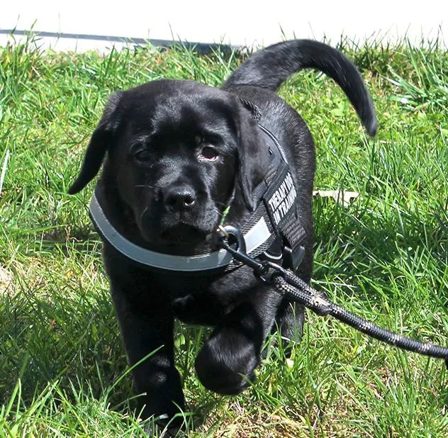 Basil, new therapy dog at URI offers a moment to "paws and reflect