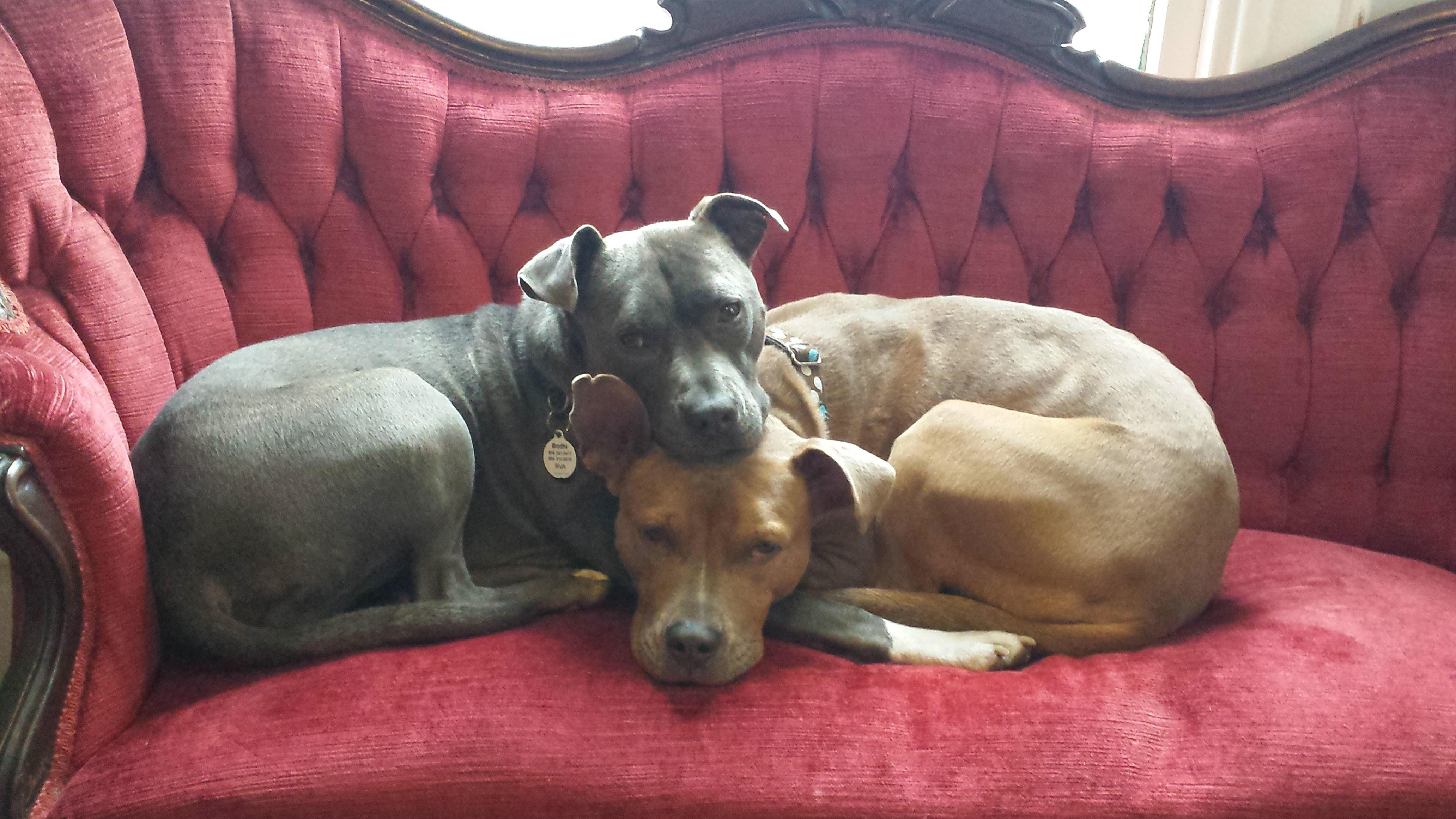 Bodhi & Amelia Ring Dog Rescue