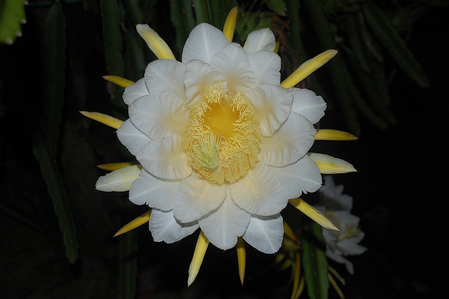 Dragon Fruit Ringingear's log