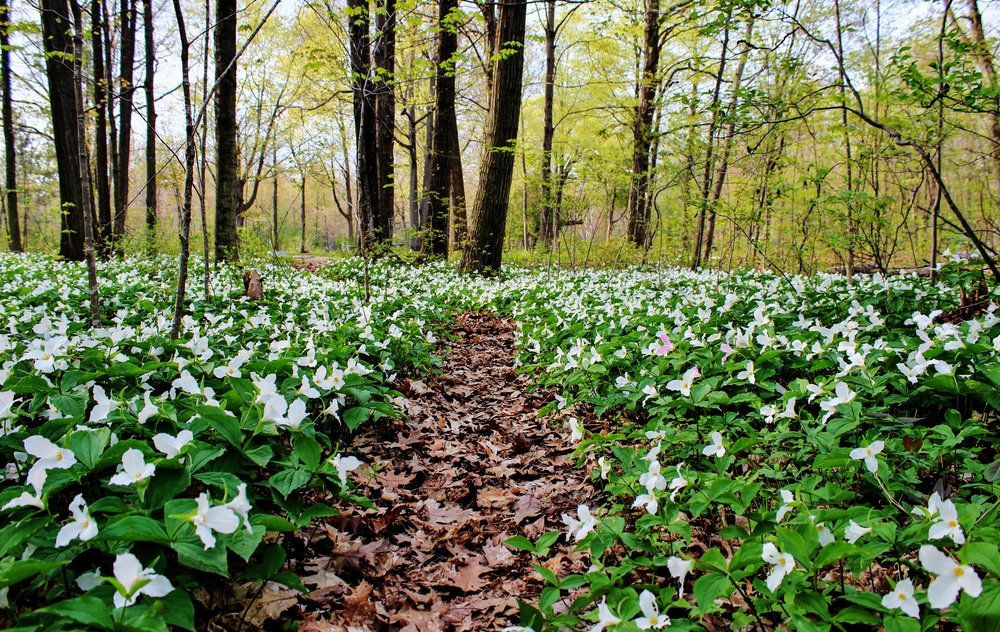 7 Great Wildflower Hikes in Wisconsin Near Our Baraboo B&B