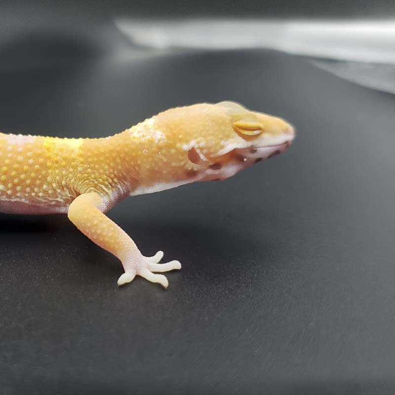 Albino Raptor Ringtail Exotics Pets